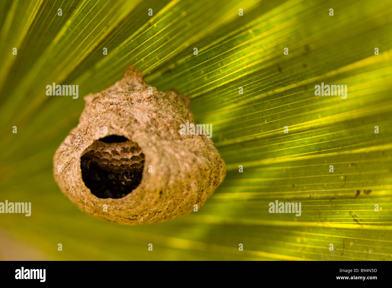 Paper wasp (Polistinae) nest attached to tropical palm leaf in the Osa Peninsula of Costa Rica. Stock Photo