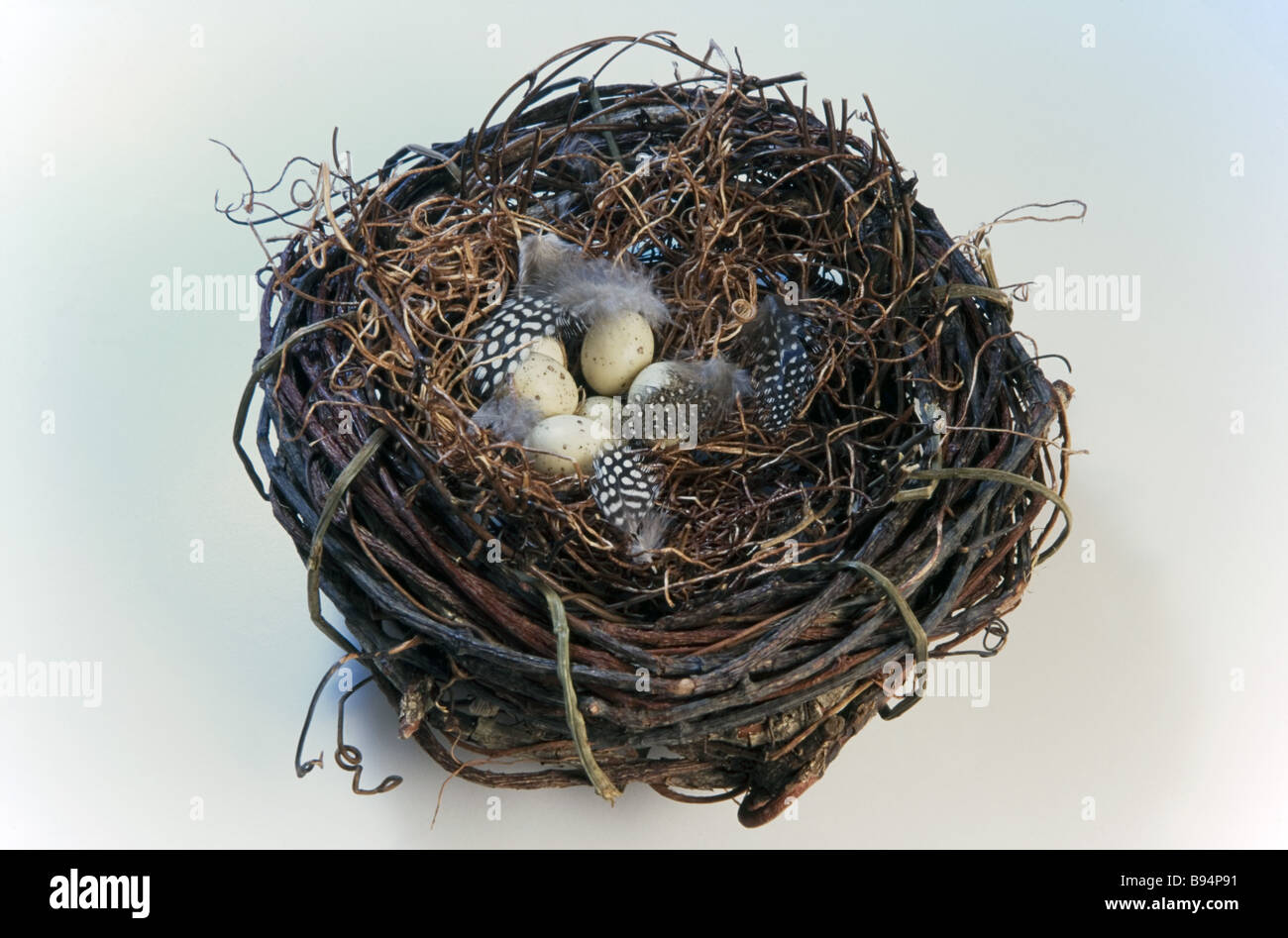 Birds Nest with Eggs Stock Photo Alamy