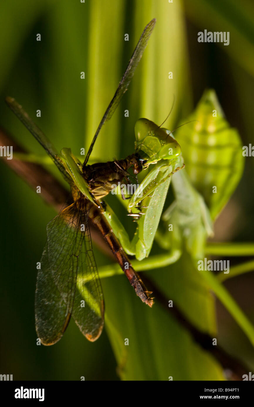 Praying mantis eating a dragonfly in the Osa Peninsula, Costa Rica. Stock Photo