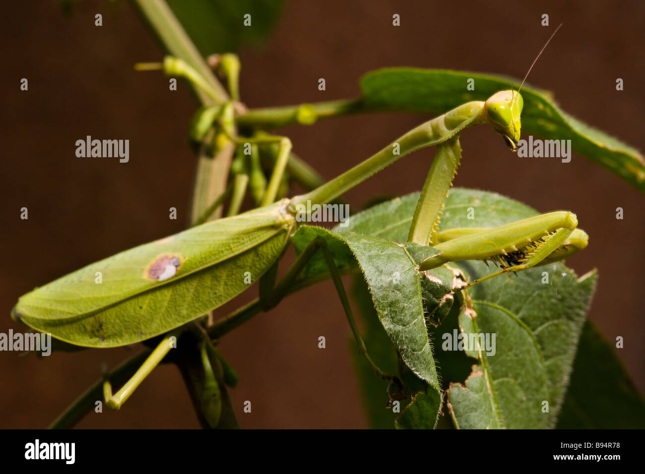 Green praying mantis perched on a branch in the Osa Peninsula, Costa Rica. Stock Photo
