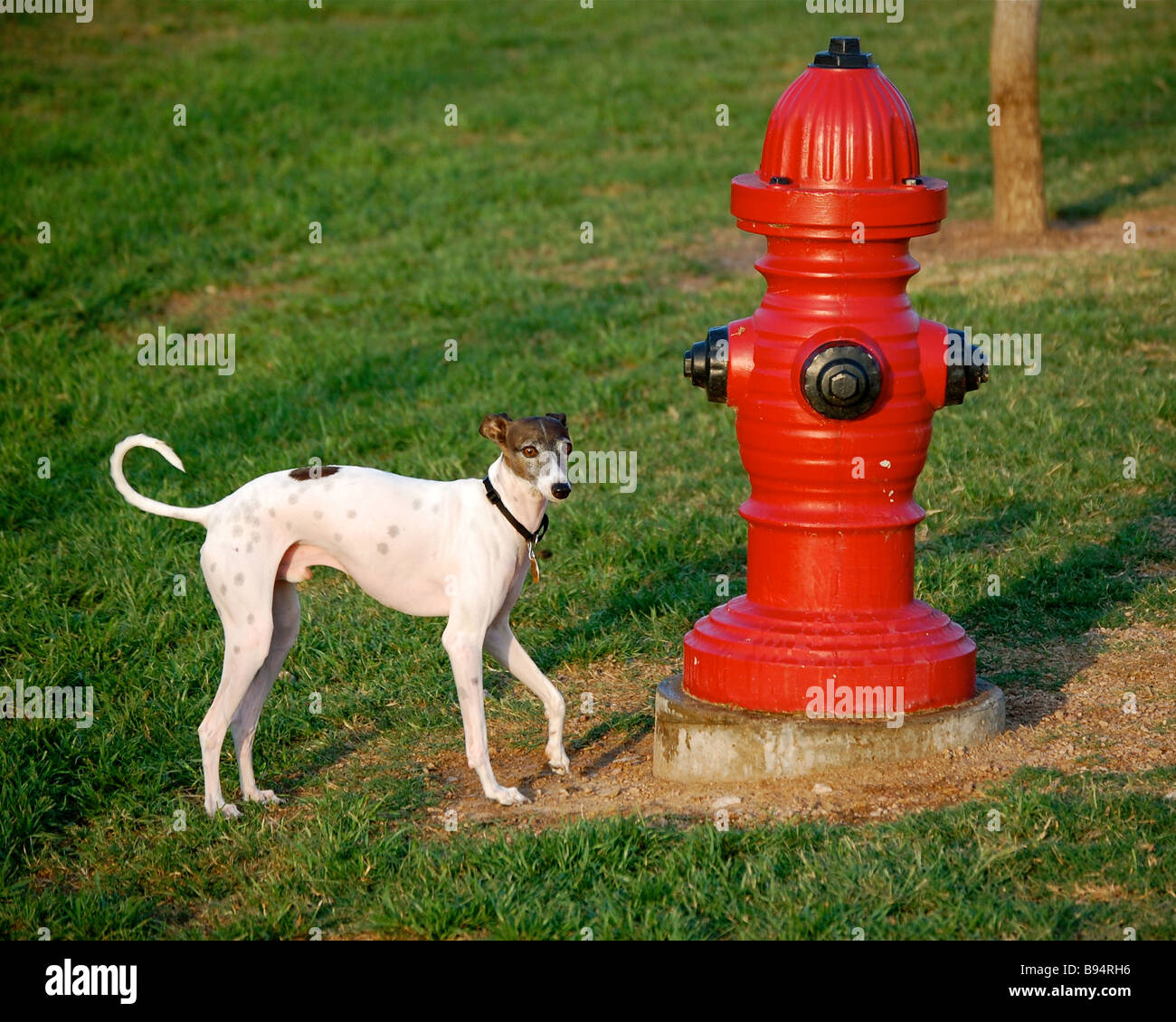 Why Do Dogs Like Fire Hydrants