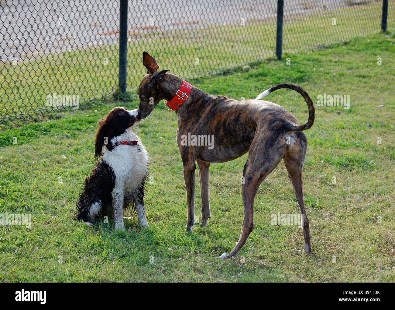 how dogs should greet each other