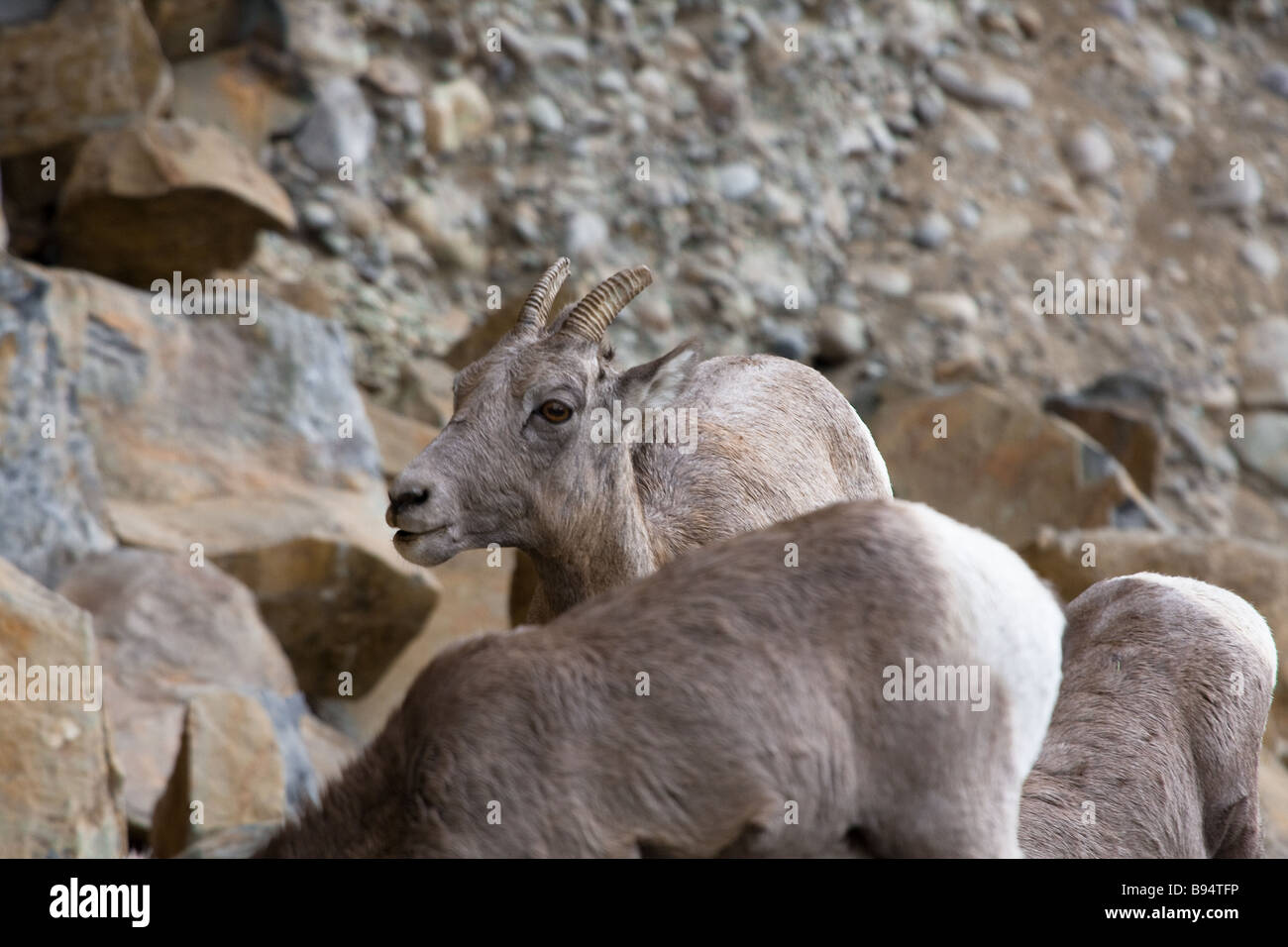 Big horned sheep at Yellowstone National Park Wyoming USA Stock Photo