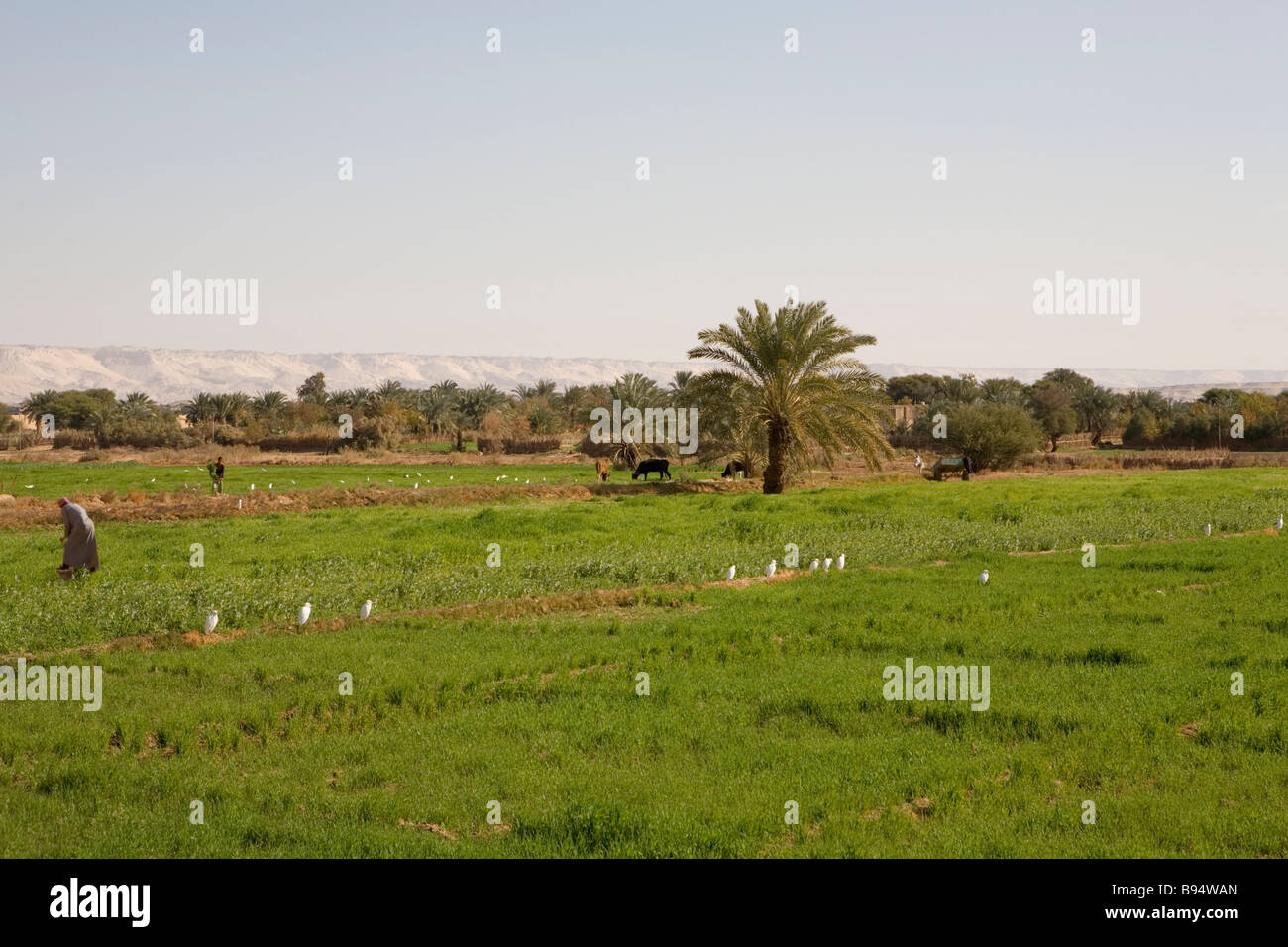 oasis-irrigated-hi-res-stock-photography-and-images-alamy