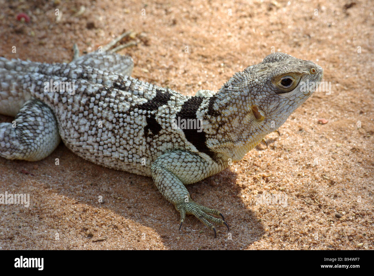 Collar iguana hi-res stock photography and images - Alamy