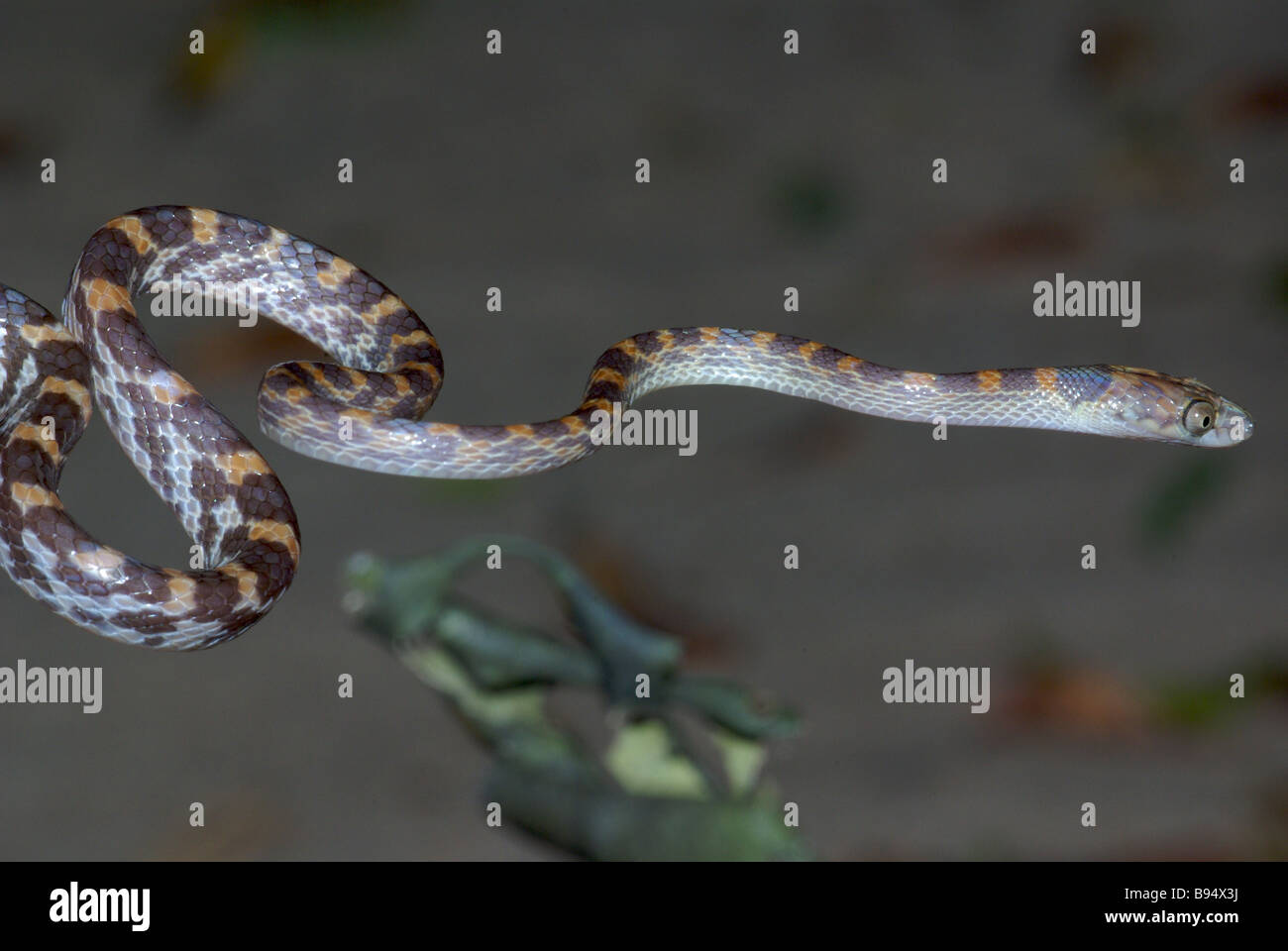 Nocturnal arboreal snake (Stenophis pseudogranuliceps) in Anjajavy, Madagascar. Stock Photo
