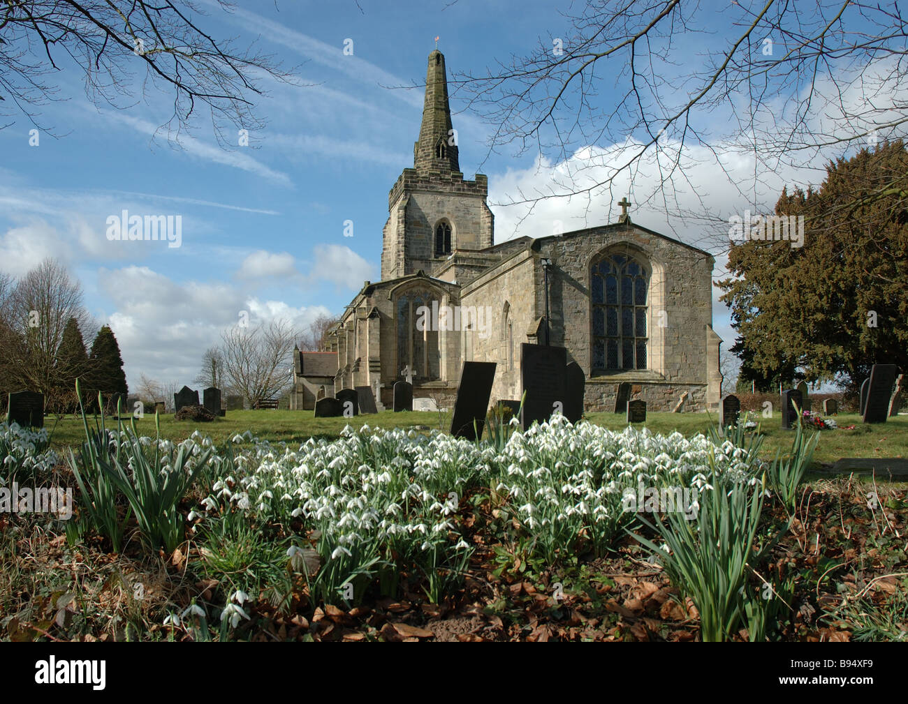display of snowdrops, St Ediths church, Orton on the Hill, Leicestershire, England, UK Stock Photo