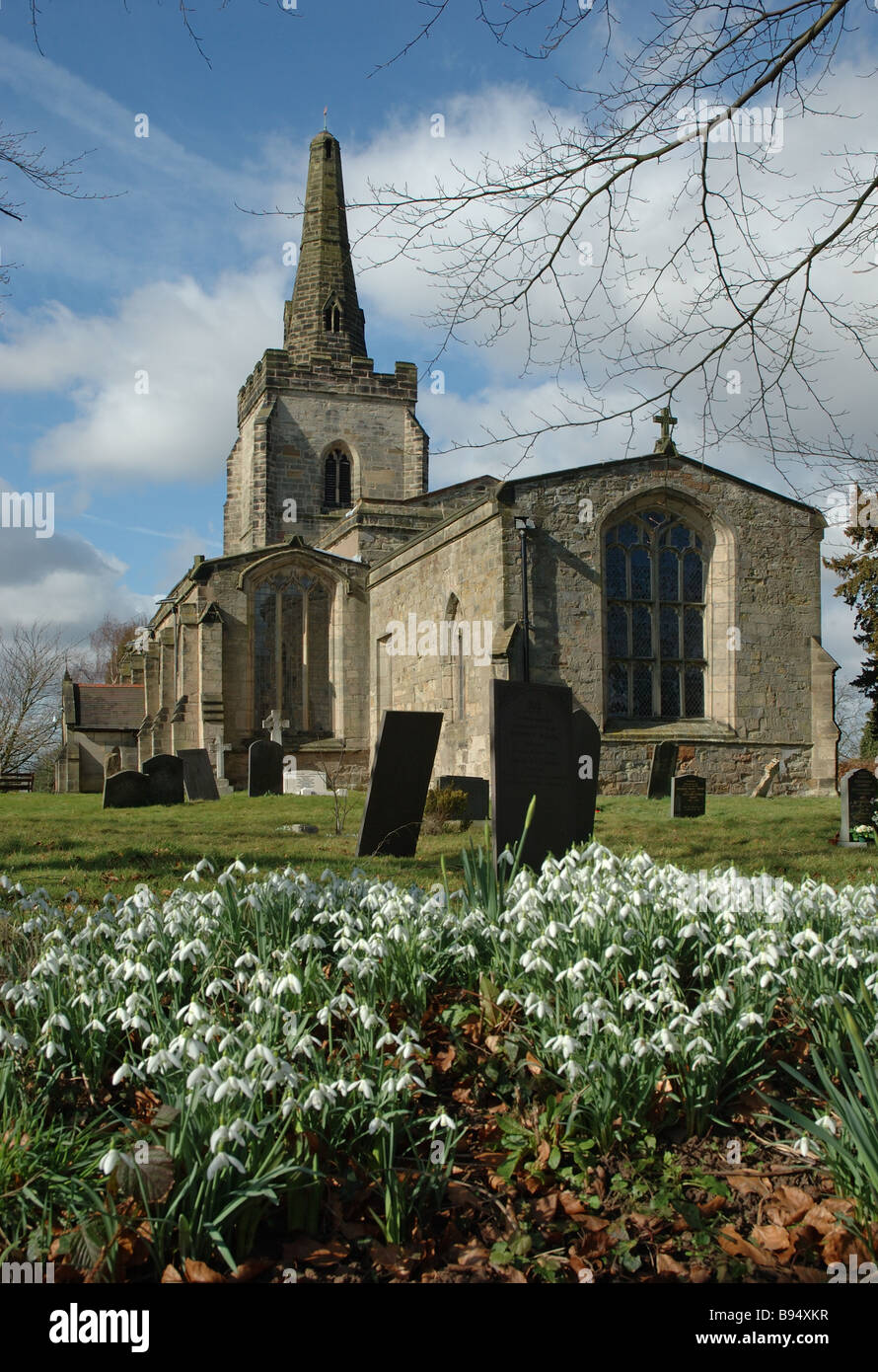 display of snowdrops, Orton on the Hill, Leicestershire, England, UK Stock Photo
