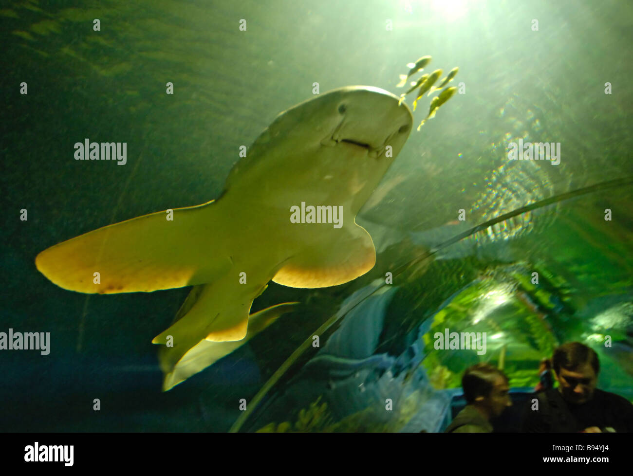 Oceanarium in St. Petersburg: address, photo, reviews 51 Oceanarium in St. Petersburg: address, photo, reviews 12