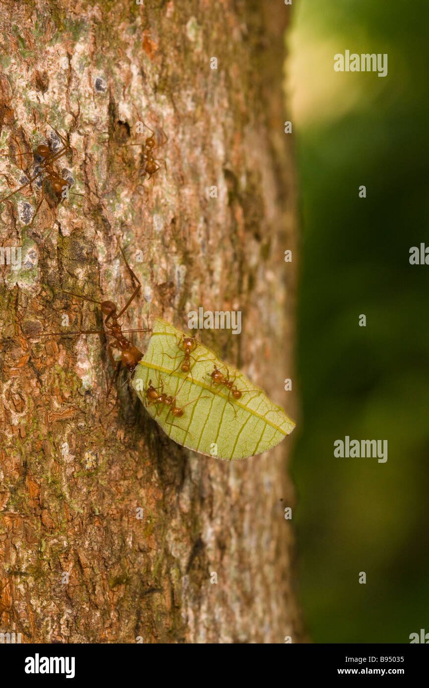 Leafcutter ants (Atta cephalotes) carrying a leaf fragment down a tree ...