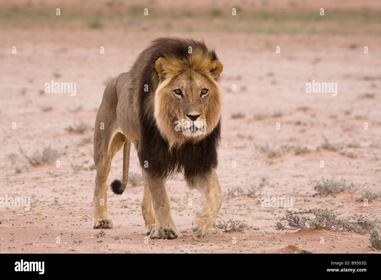 Lion Panthera leo male Kgalagadi Transfrontier Park South Africa Stock Photo