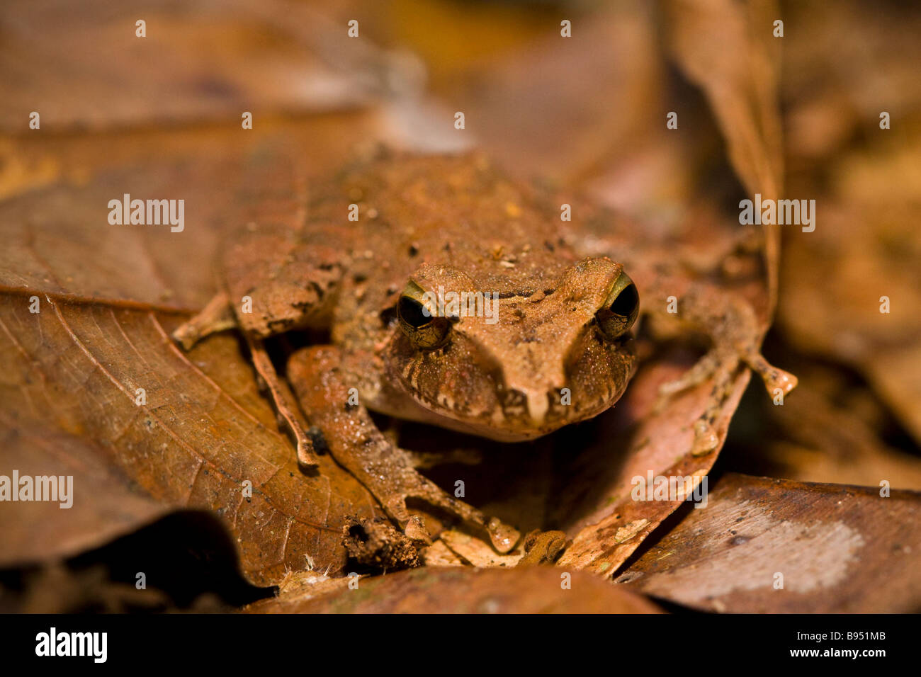 Brown toad in the Osa Peninsula, Puntarenas, Costa Rica Stock Photo Alamy