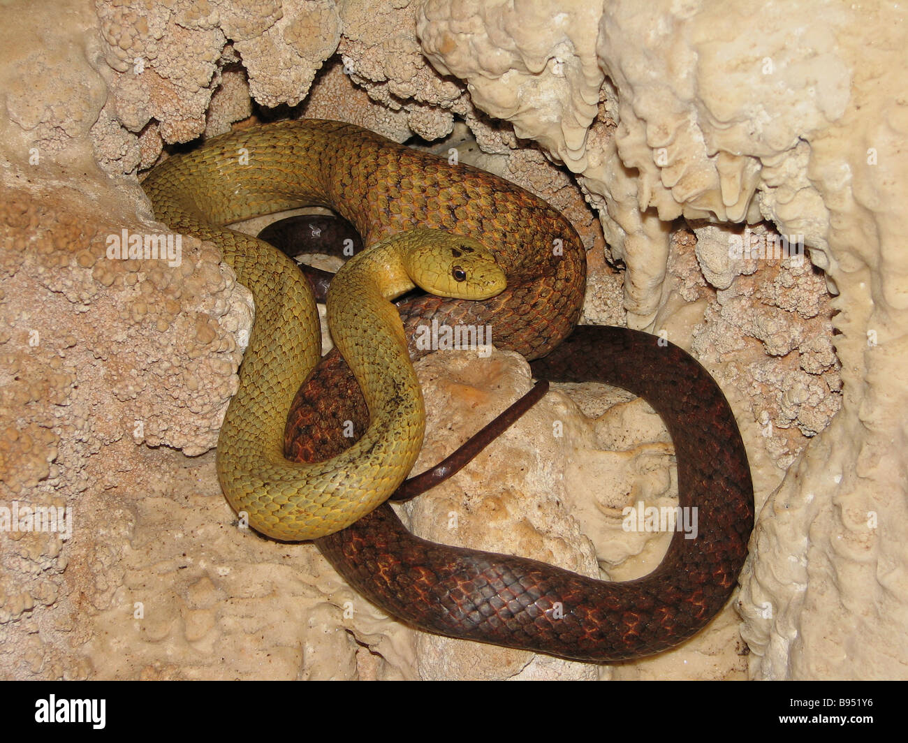 Что змея ночью обнаружит на более удаленном. Змеи в пещерах. Orthriophis moellendorfii. Snake Madagascar. Vinesnake.