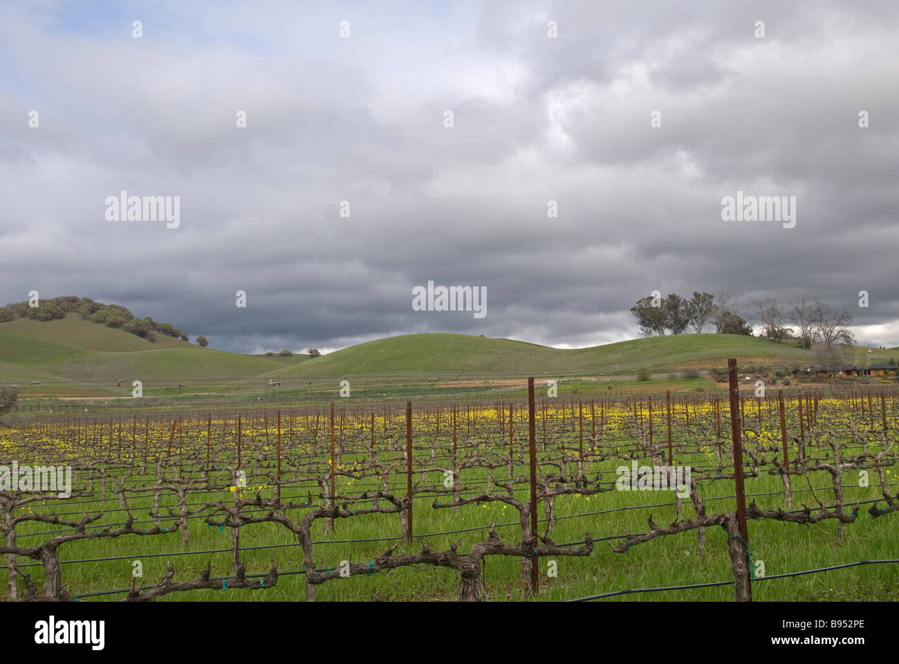 Vineyard along Mankas Corner Road, Suisun Valley, California, United States Stock Photo Alamy