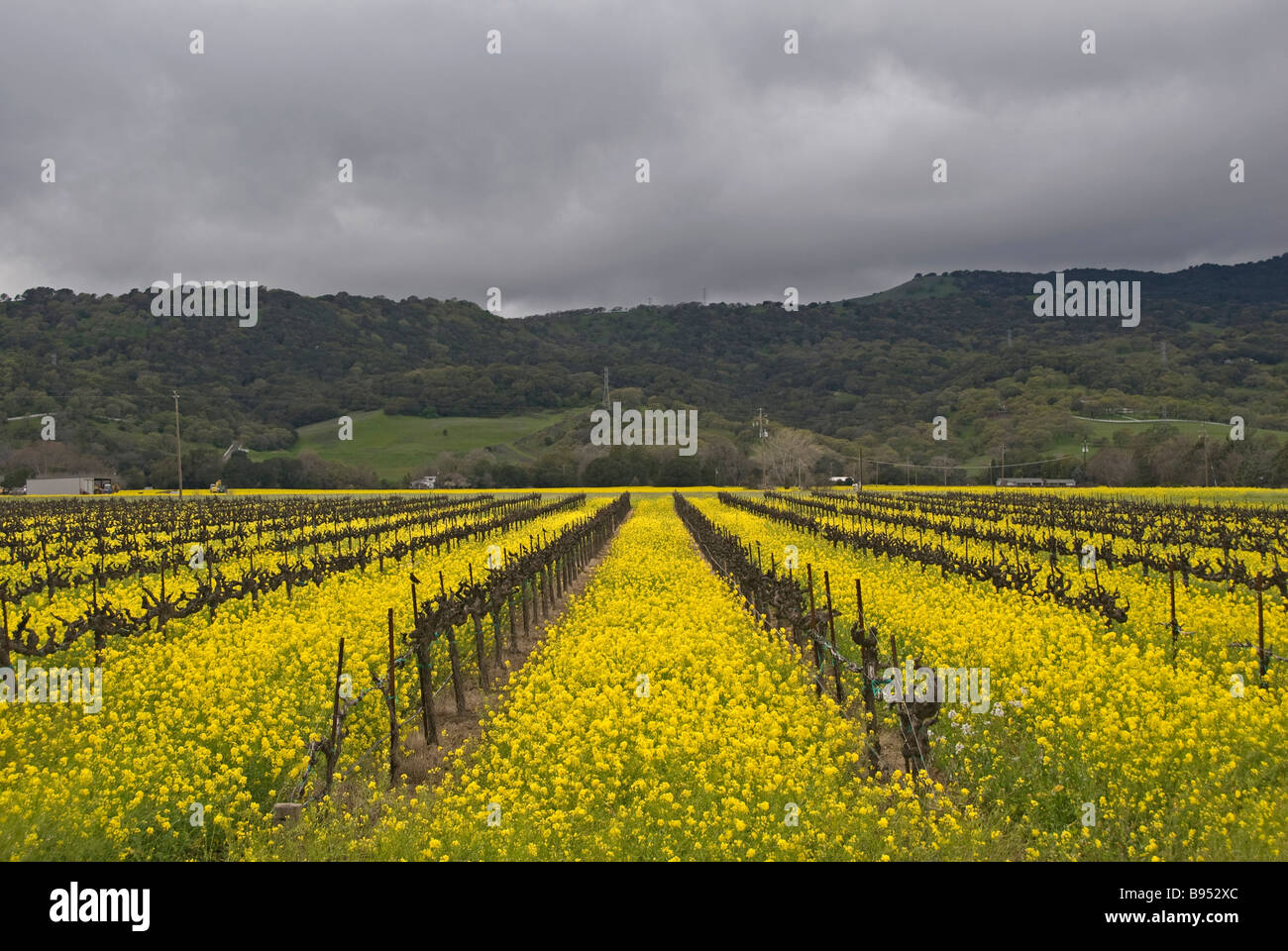 Suisun Valley Vineyard with yellow mustard flowers, California, United