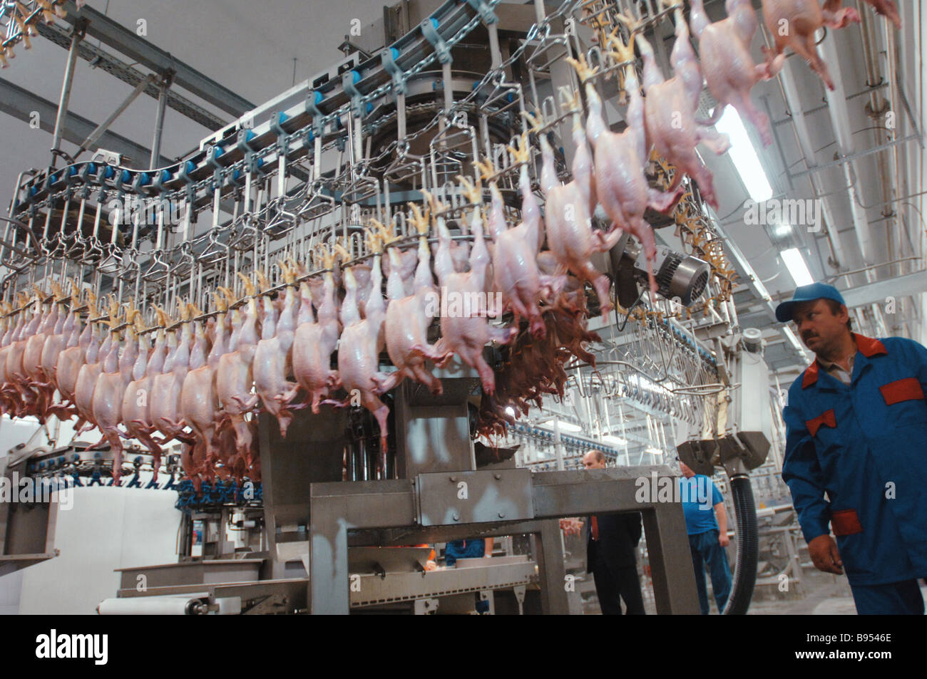 An eviscerating line at a poultry processing factory of the Mosselprom firm Stock Photo Alamy