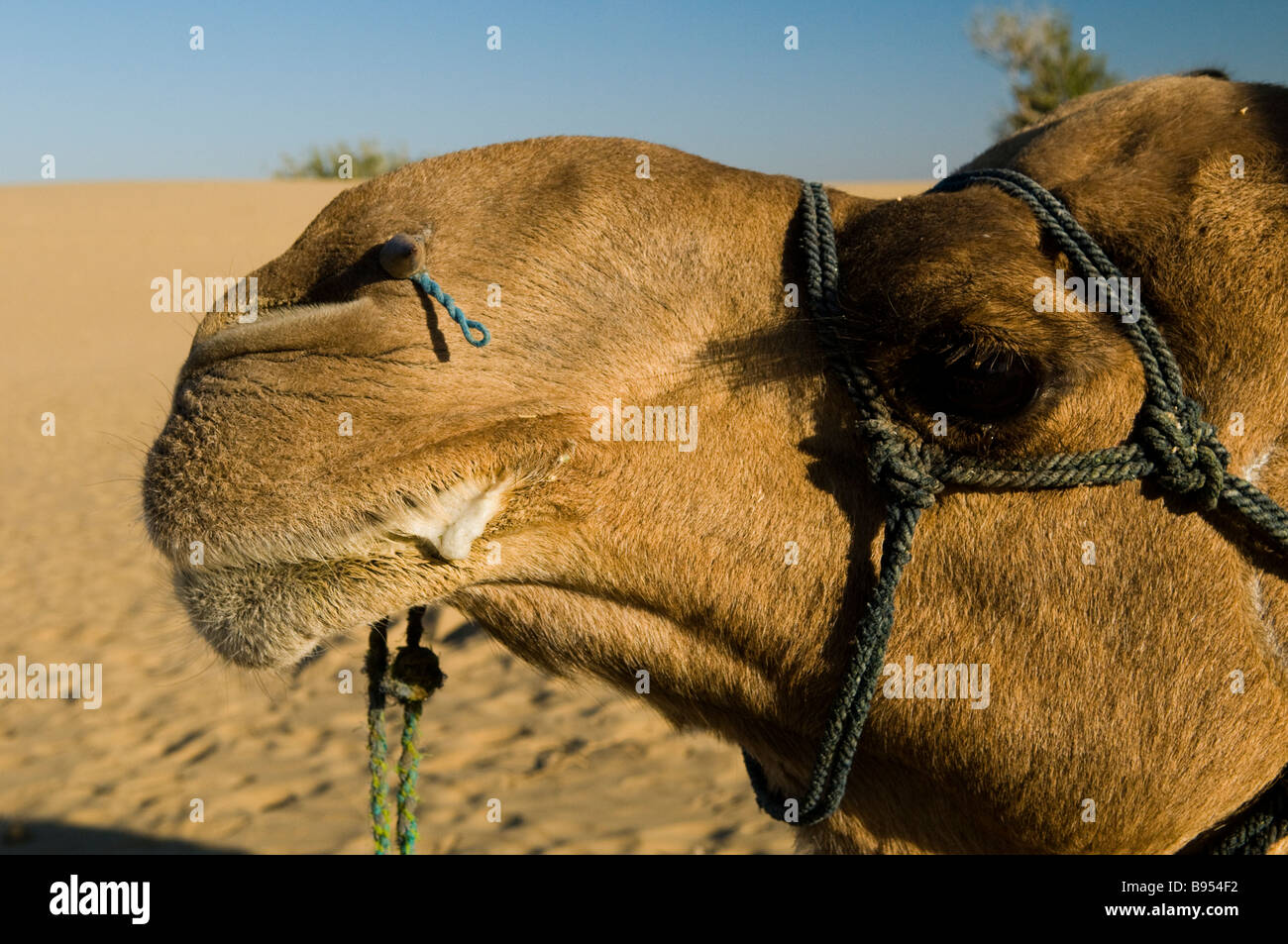 Camel - Ship of the desert Stock Photo