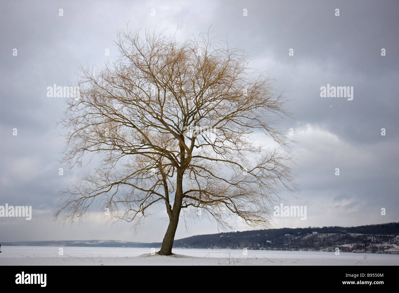 Leafless tree hi-res stock photography and images - Alamy