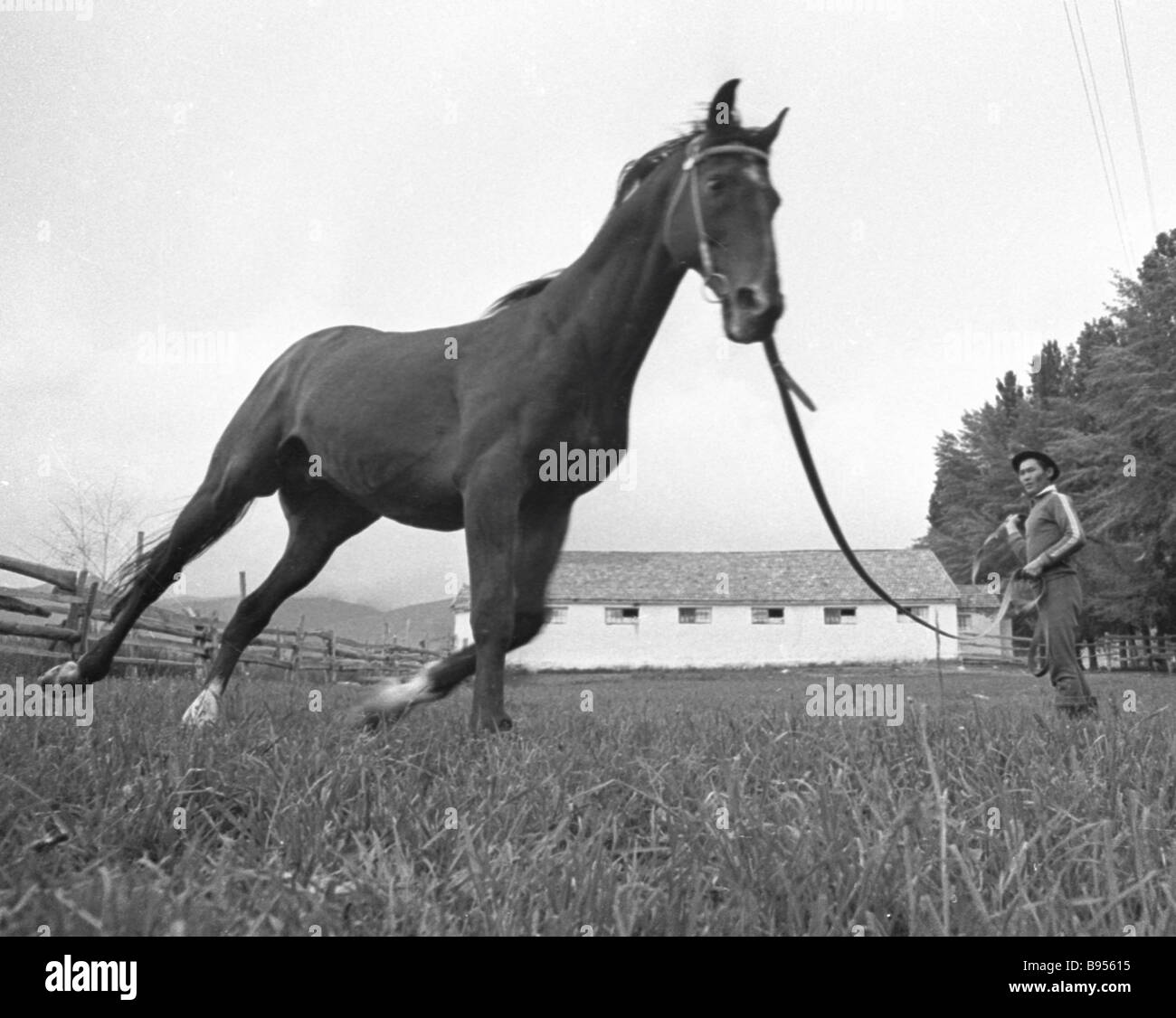 Worker of horse breeding factory walks horse Stock Photo Alamy