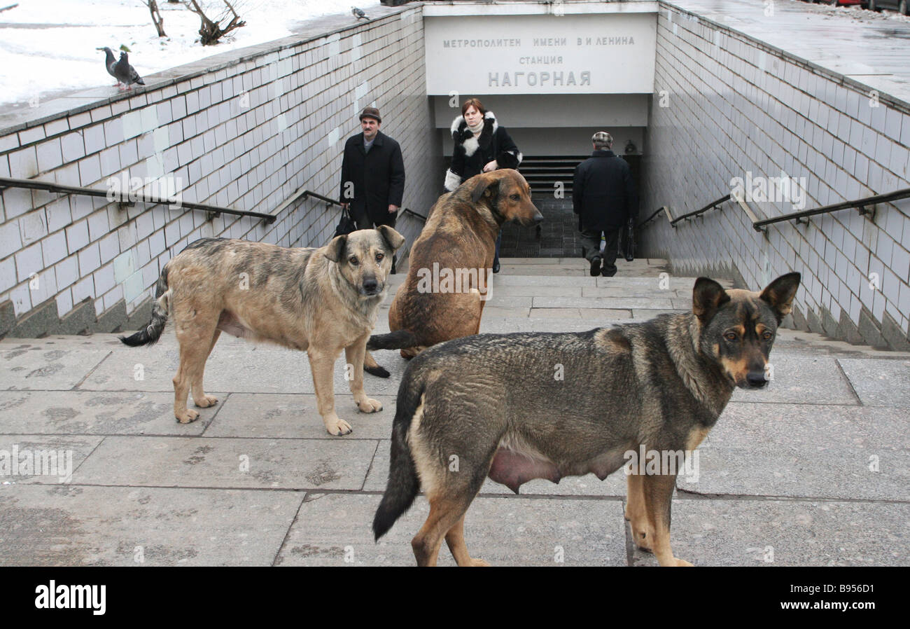 Russian metro hot sale dogs