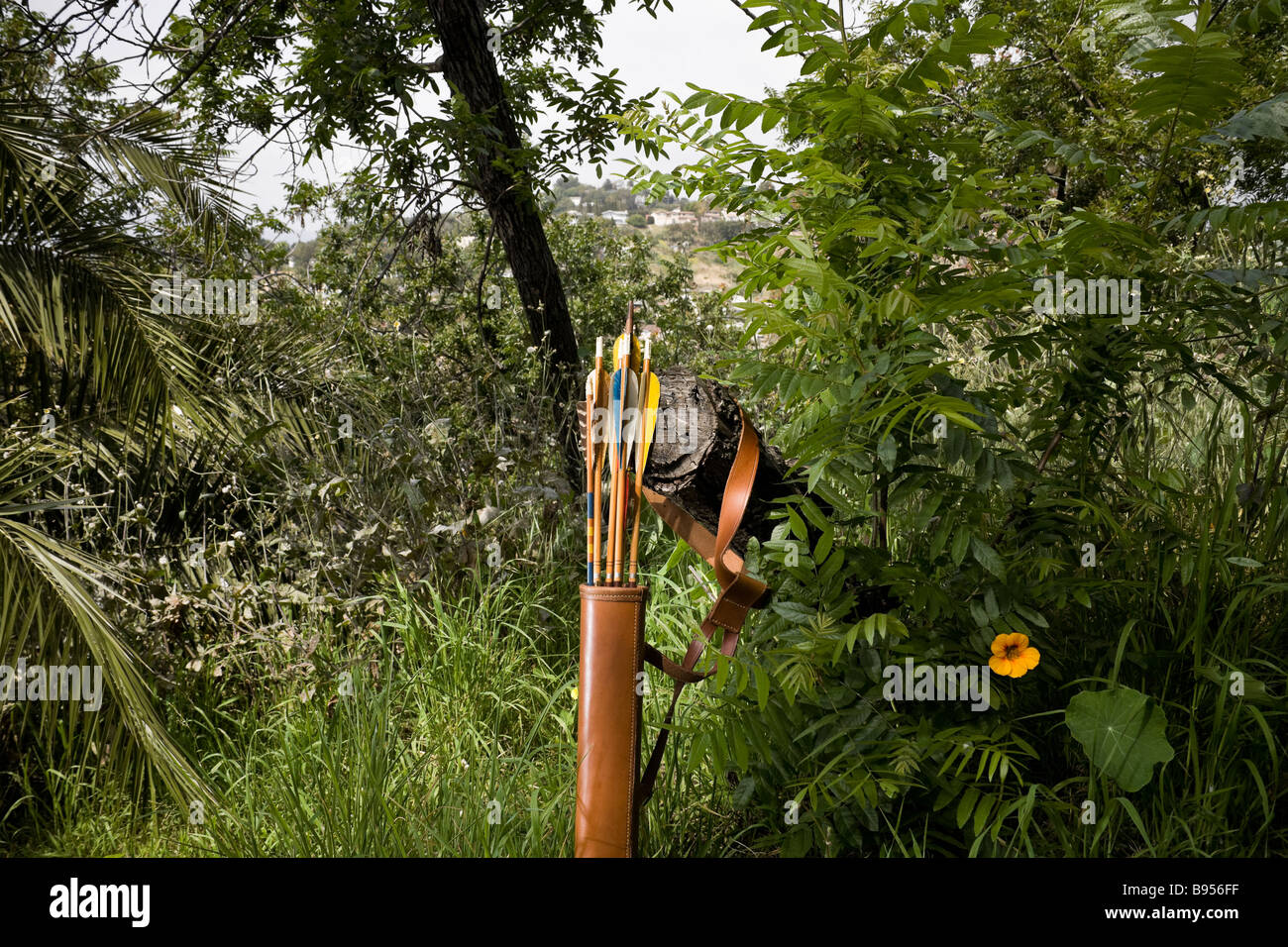 A quiver with arrows against tree in a forest Stock Photo Alamy