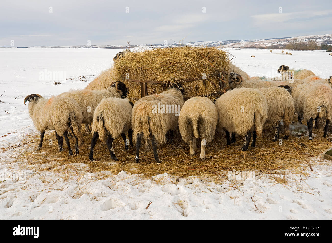 Sheep eating winter feed North Yorkshire England UK United Kingdom GB