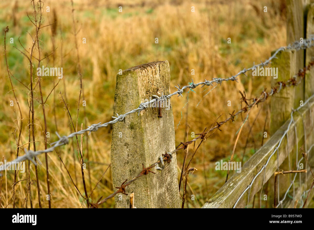 Wooden fence post and barbed wire Close up England UK United Kingdom GB Great Britain Stock Photo