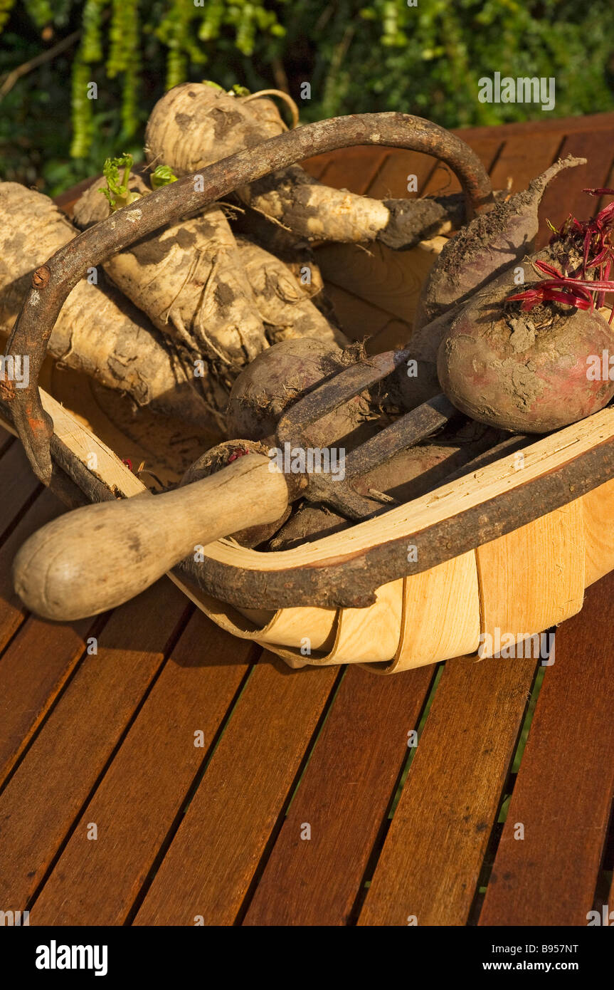 Close up of freshly dug root veg vegetable vegetables in trug Stock Photo