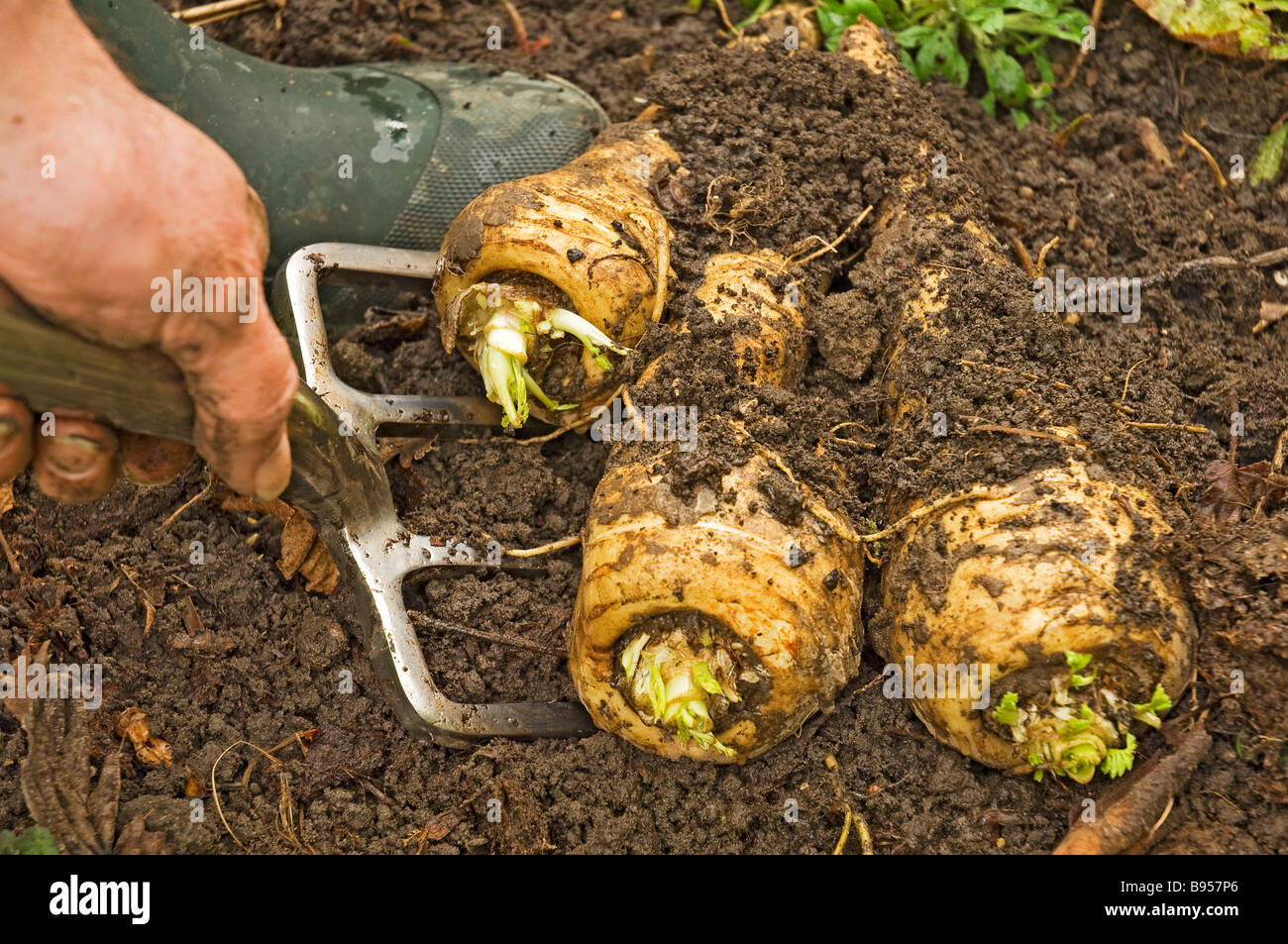 Close up of man gardener digging up parsnips root veg vegetables vegetables in a Allotment garden England UK United Kingdom GB Great Britain Stock Photo