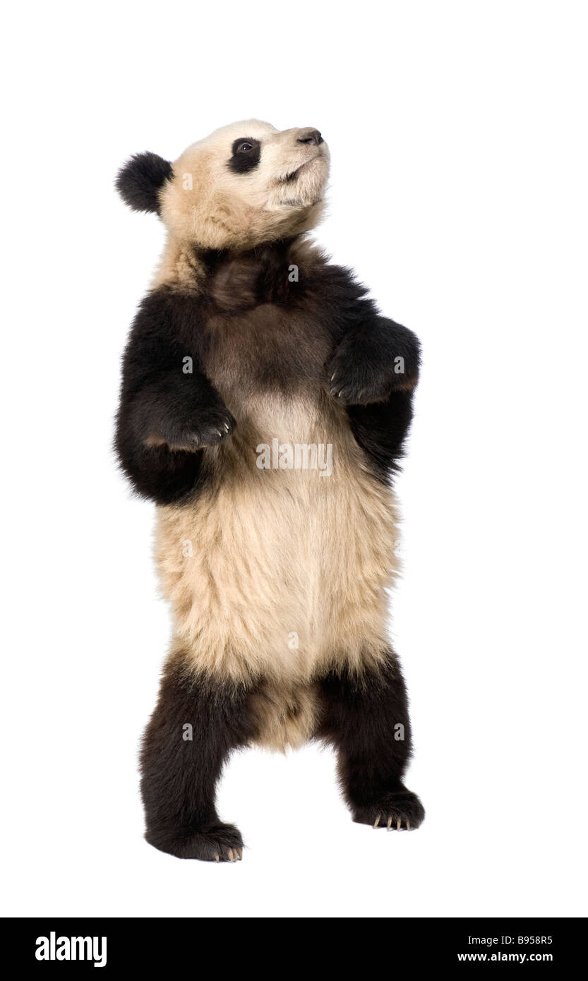 Giant Panda 18 months Ailuropoda melanoleuca in front of a white ...