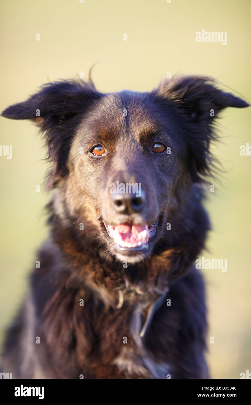 Black collie / Alsatian cross dog sitting on grass outside facing forwards Stock Photo