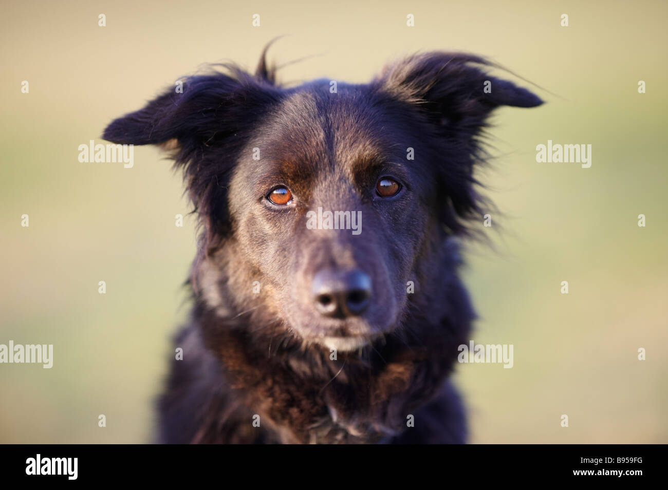Black collie / Alsatian cross dog sitting on grass outside facing forwards Stock Photo
