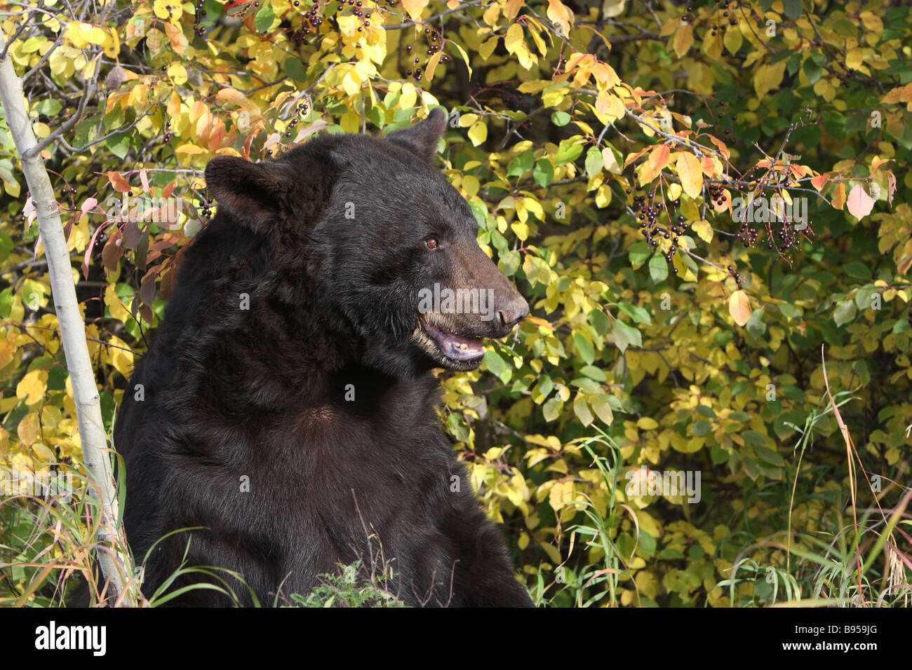 American black bear portrait hi-res stock photography and images - Alamy