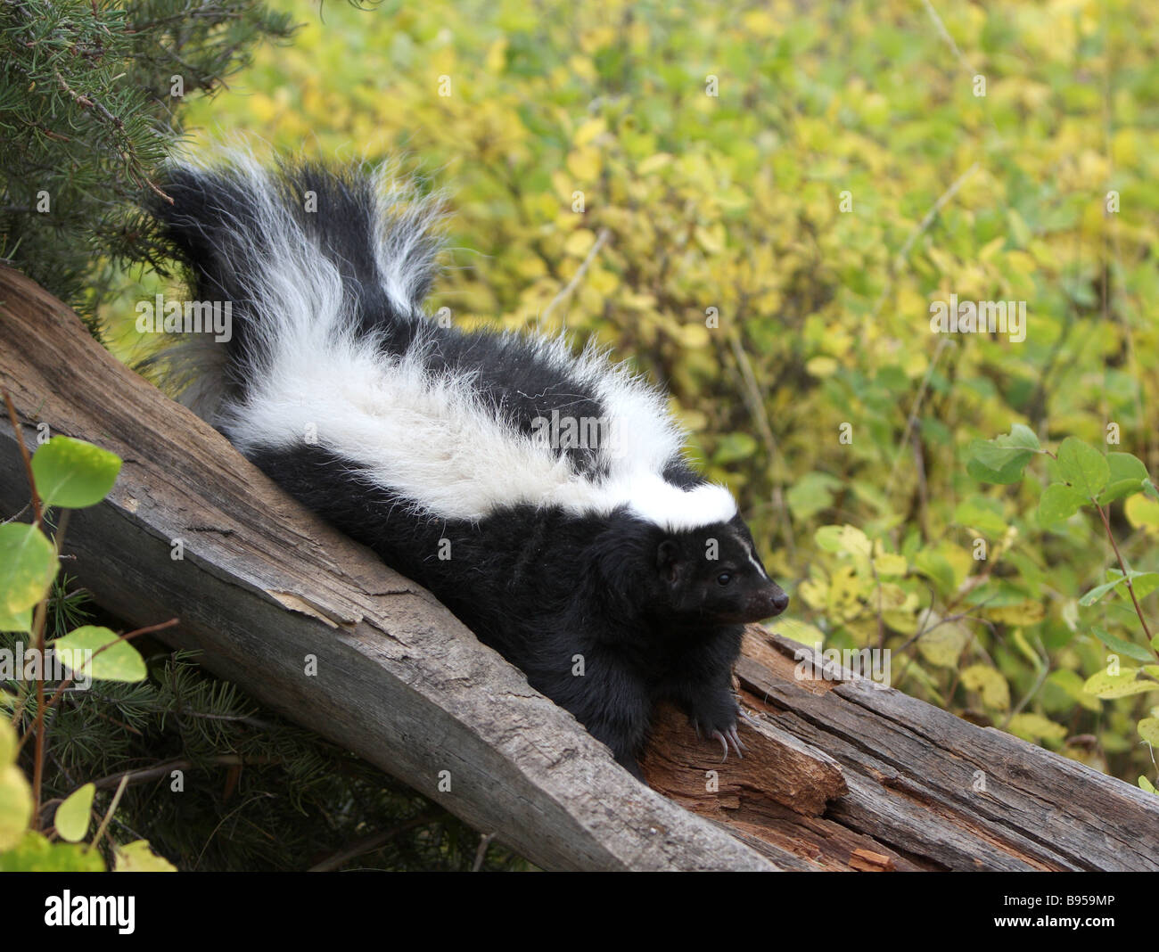 White skunk hi-res stock photography and images - Alamy