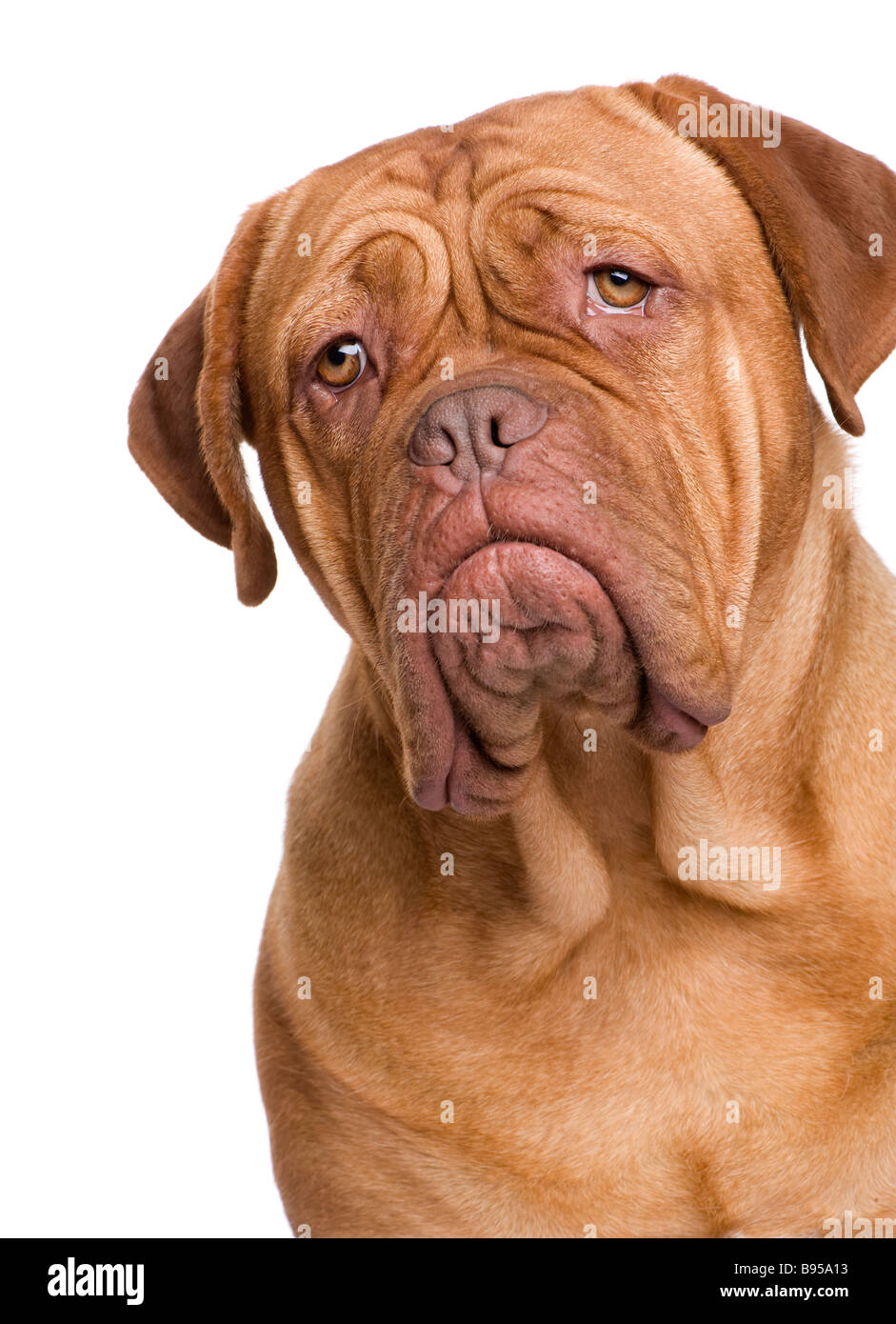 Dogue de Bordeaux 2 years in front of a white background Stock Photo