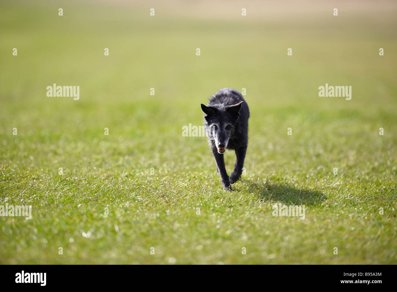 Elderly black whippet cross dog with greying mouth walking forwards outside in sunshine Stock Photo