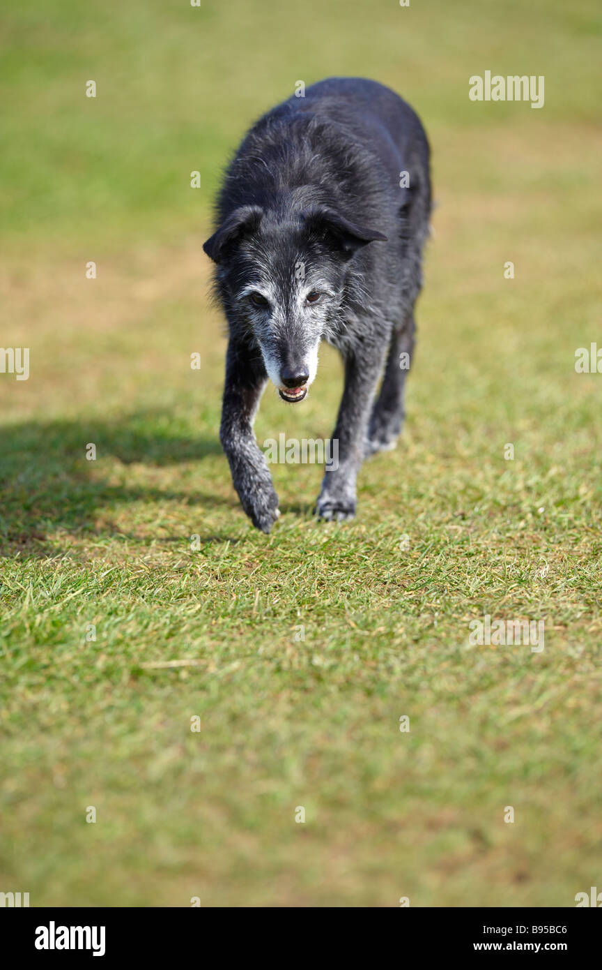 Elderly Whippet Cross Black Dog With Greying Muzzle Walking