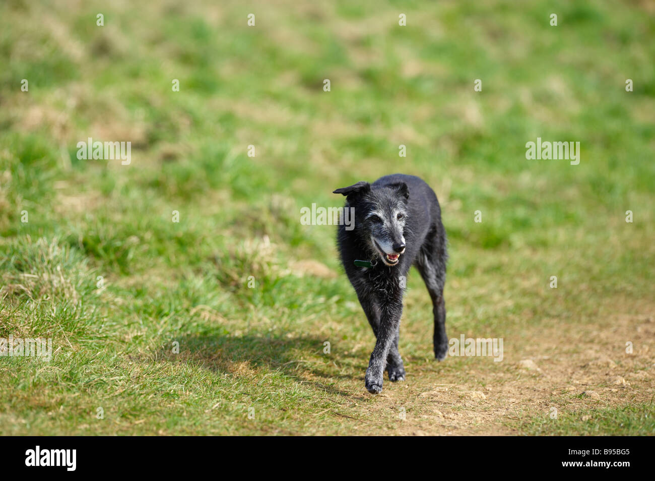 Elderly whippet cross black dog with greying muzzle walking outside