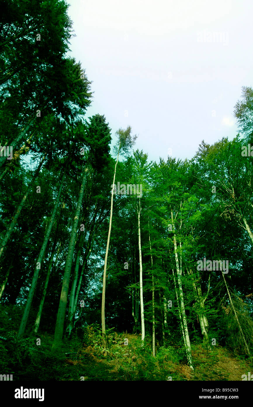 Green forest with tall trees Stock Photo Alamy