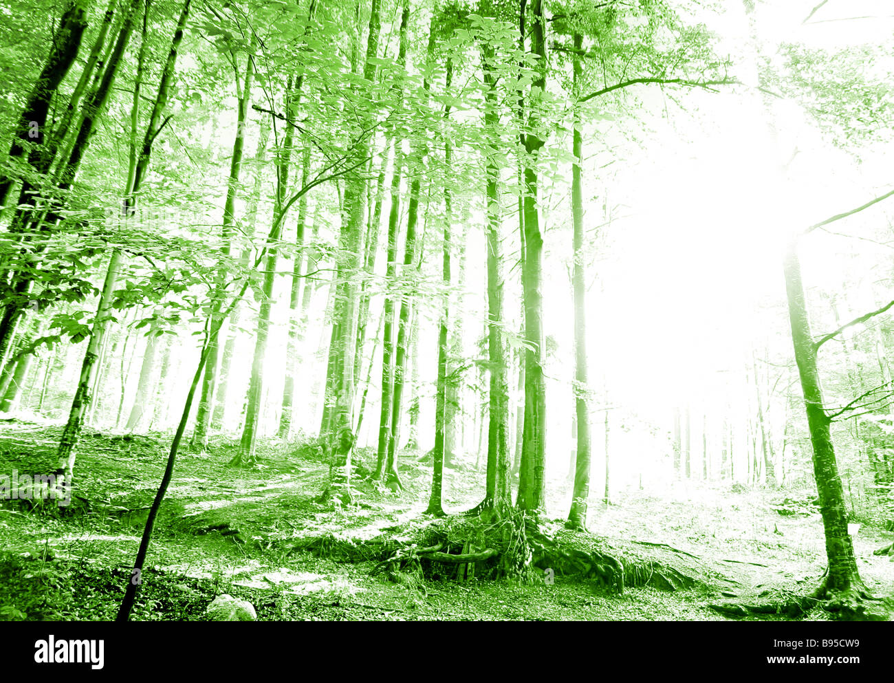 Ray of light in green forest Stock Photo - Alamy