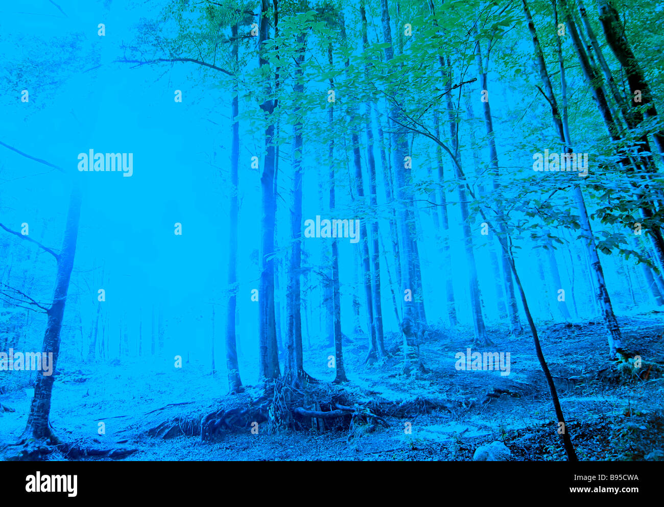 Ray of light in green forest Stock Photo - Alamy