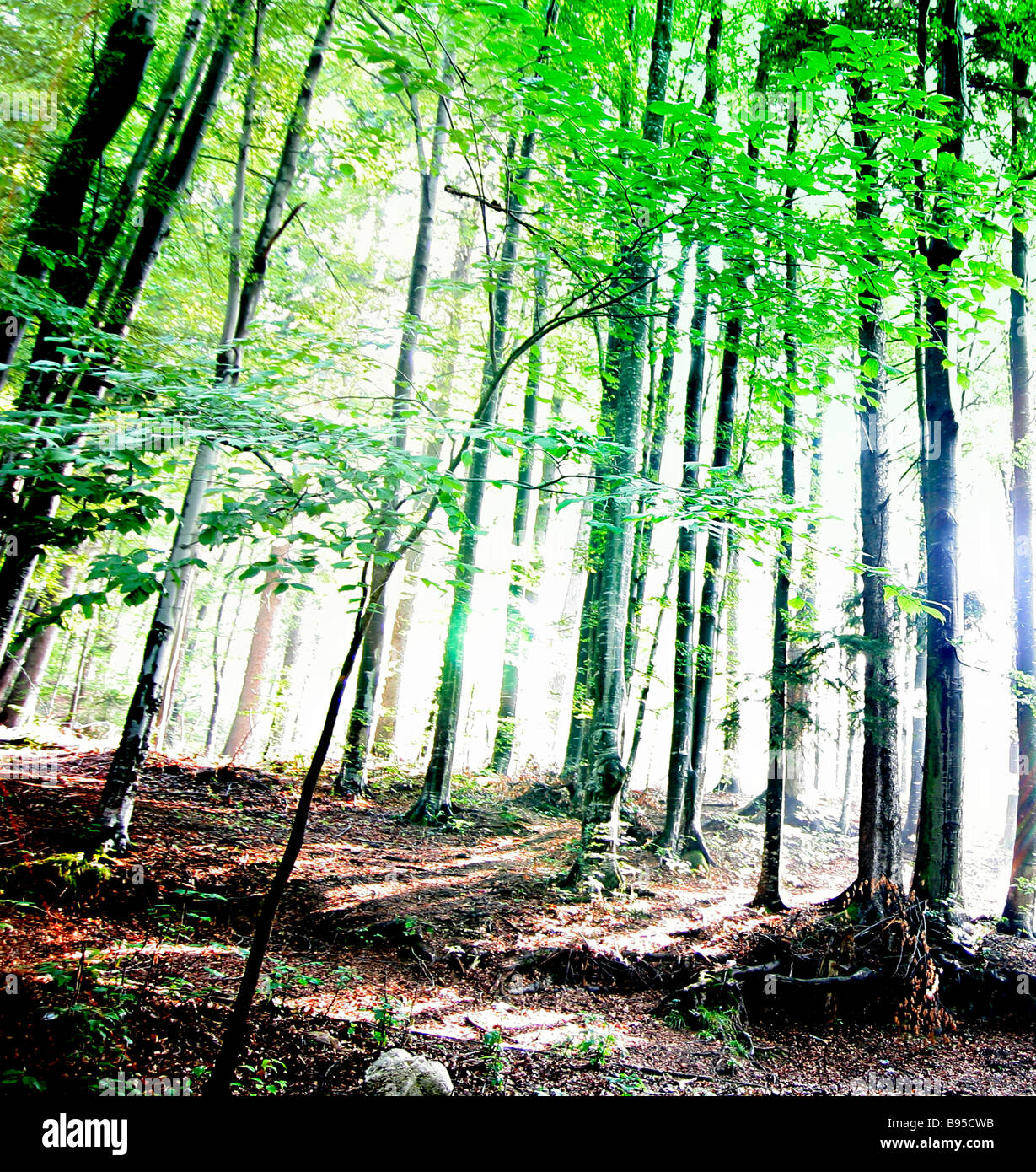 Ray of light in green forest Stock Photo - Alamy