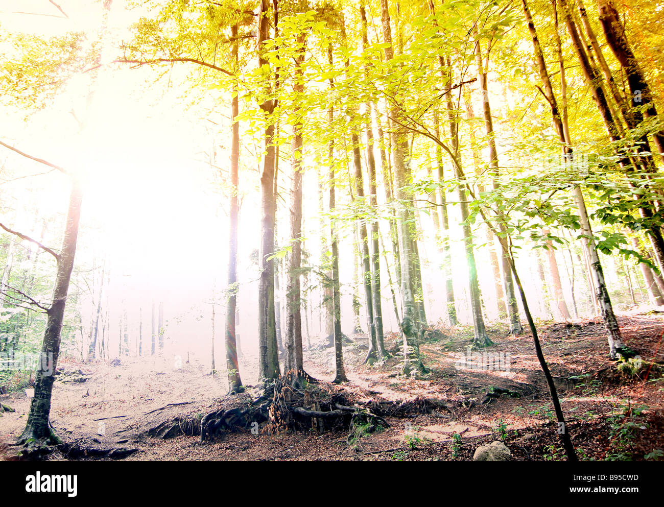 Ray of light in green forest Stock Photo - Alamy