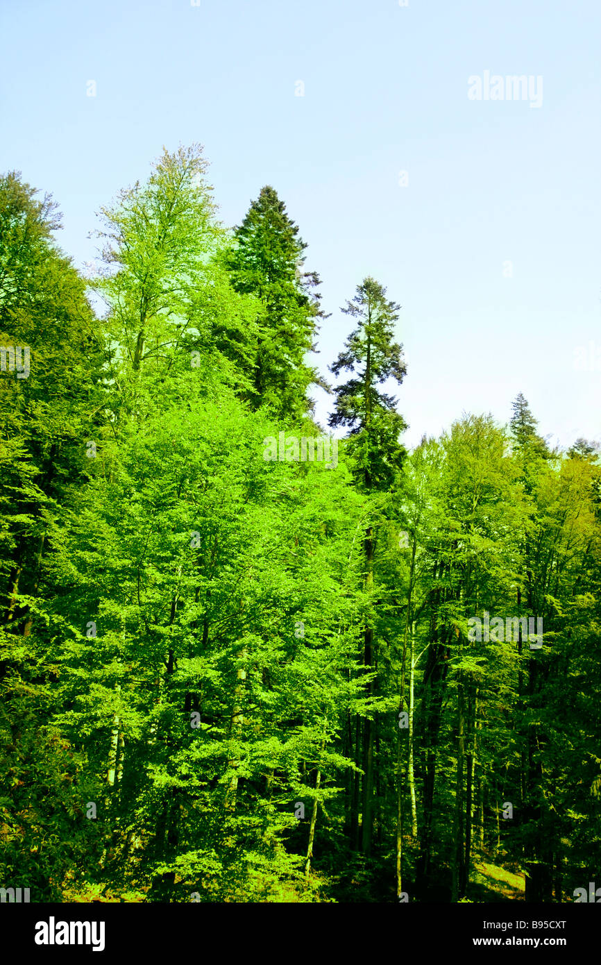 Green forest landscape in a sunny day Stock Photo - Alamy