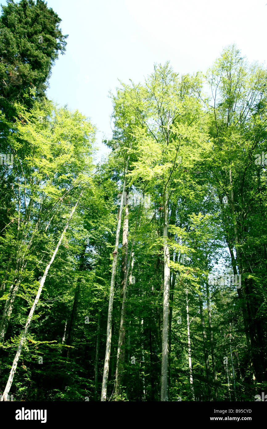 Green forest landscape in a sunny day Stock Photo - Alamy