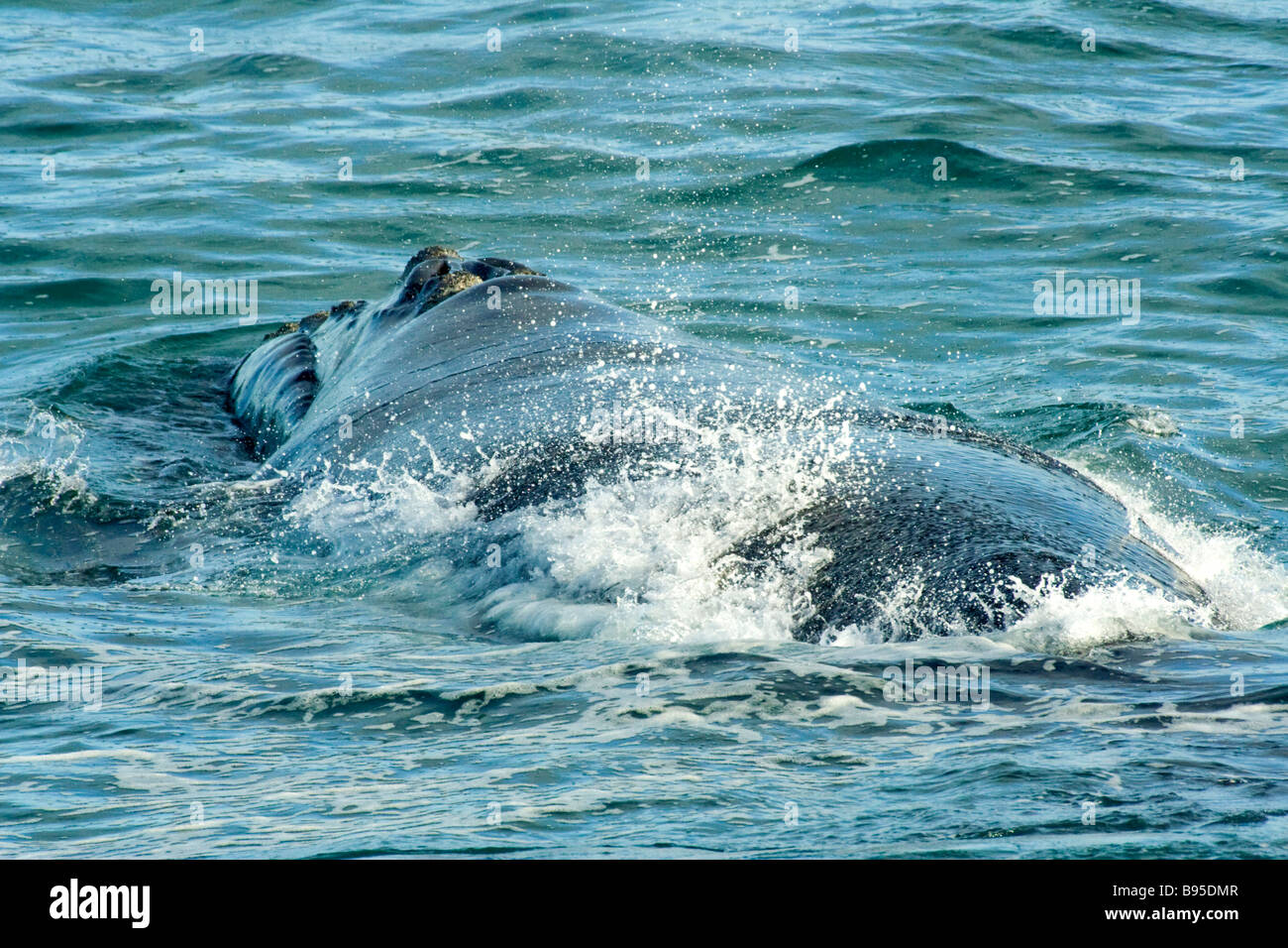 Southern Right Whale Stock Photo - Alamy