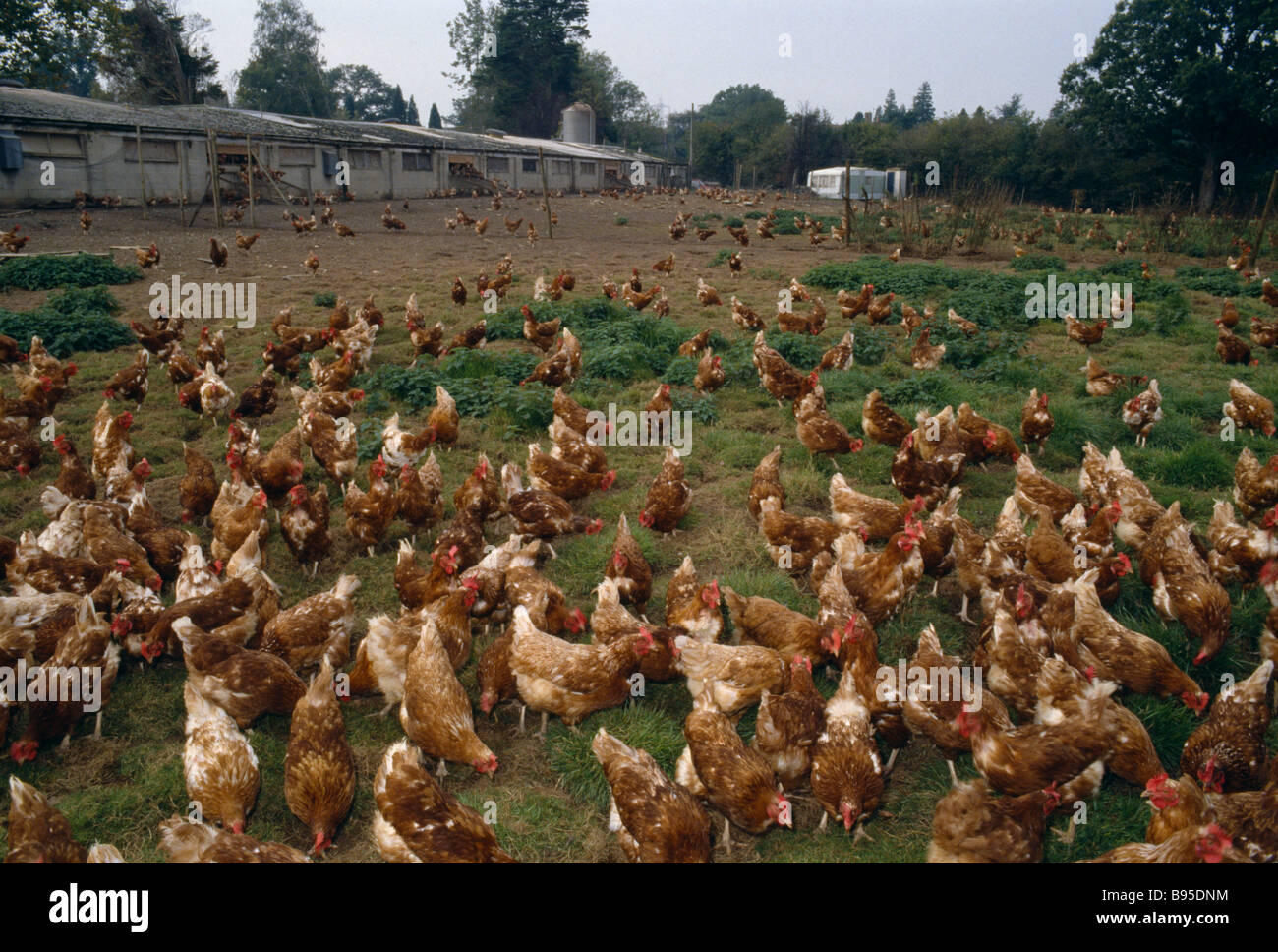 England Sussex Agriculture Farming Poultry Free Range chickens walking