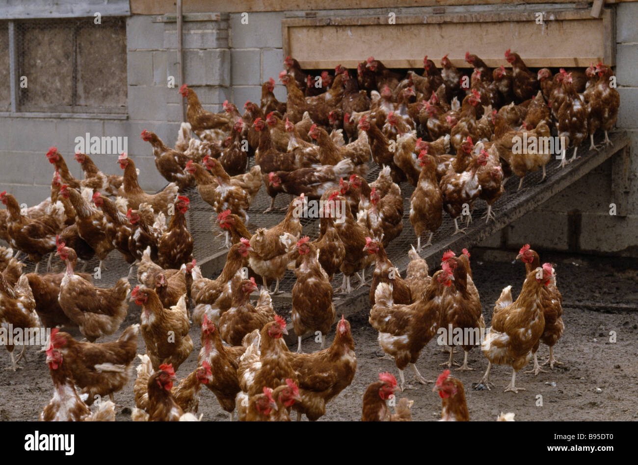 England Sussex Agriculture Livestock Poultry Chickens Free range hens leaving their coop on a