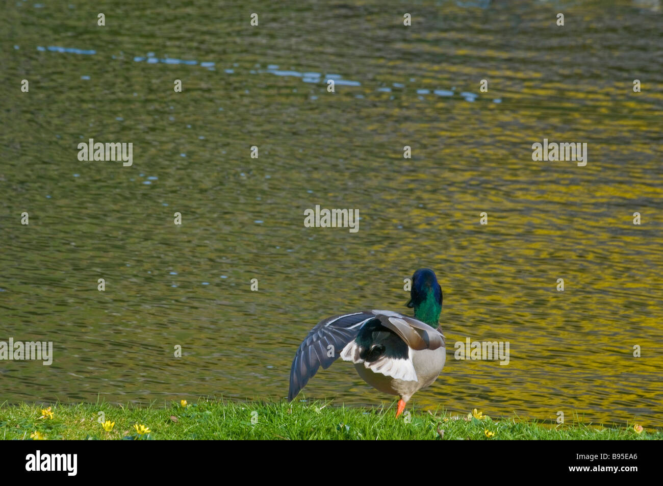 Mallard Drake stretching out one wing on the edge of a pond Stock Photo