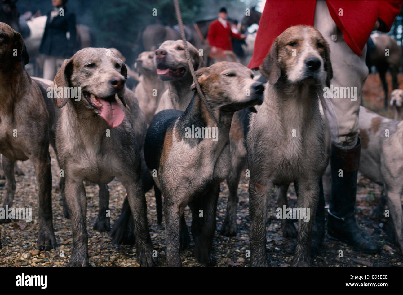 SPORT Equestrian Fox Hunting Men in traditional dress standing with